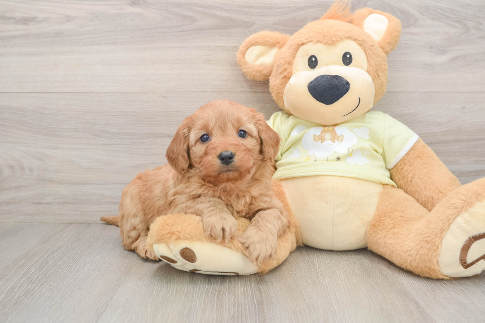Small Mini Goldendoodle Baby