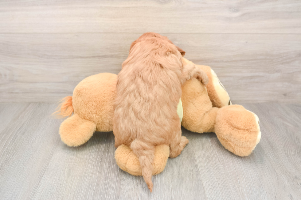 Mini Goldendoodle Pup Being Cute