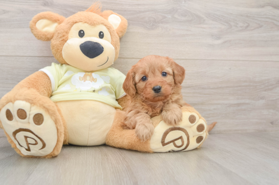 Fluffy Mini Goldendoodle Poodle Mix Pup