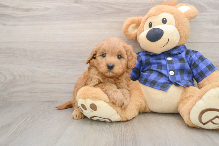 Petite Mini Goldendoodle Poodle Mix Pup