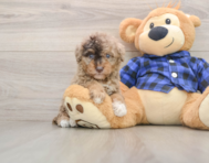 7 week old Mini Goldendoodle Puppy For Sale - Pilesgrove Pups