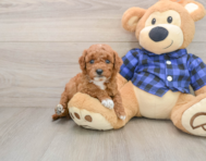 6 week old Mini Goldendoodle Puppy For Sale - Pilesgrove Pups