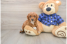 Mini Goldendoodle Pup Being Cute