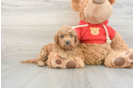 Happy Mini Goldendoodle Baby