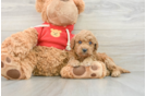 Smart Mini Goldendoodle Poodle Mix Pup