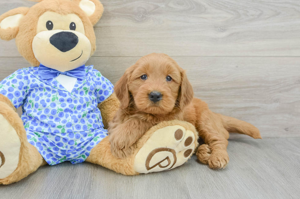 5 week old Mini Goldendoodle Puppy For Sale - Pilesgrove Pups