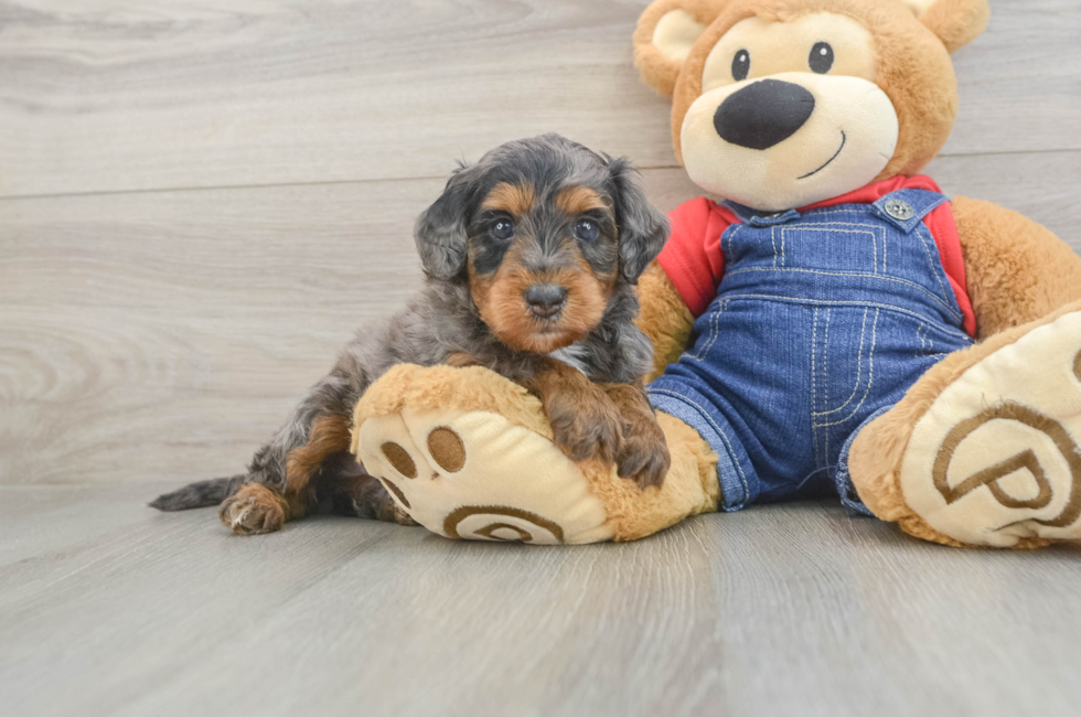 5 week old Mini Goldendoodle Puppy For Sale - Pilesgrove Pups
