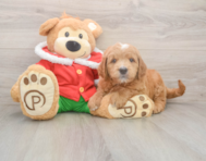5 week old Mini Goldendoodle Puppy For Sale - Pilesgrove Pups