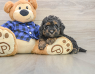 5 week old Mini Goldendoodle Puppy For Sale - Pilesgrove Pups