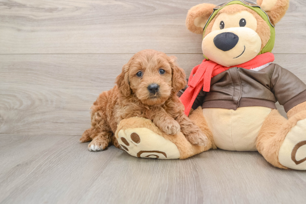 Mini Goldendoodle Puppy for Adoption