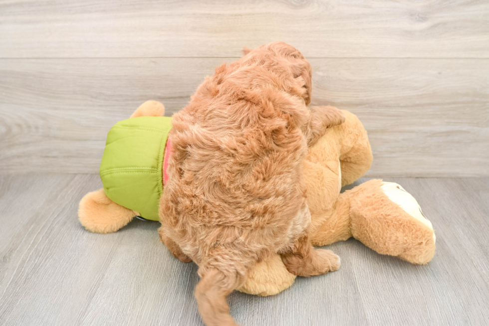 Best Mini Goldendoodle Baby