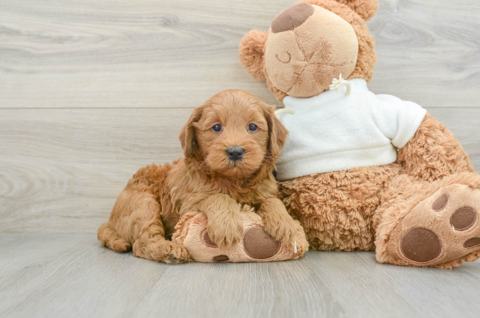 6 week old Mini Goldendoodle Puppy For Sale - Pilesgrove Pups