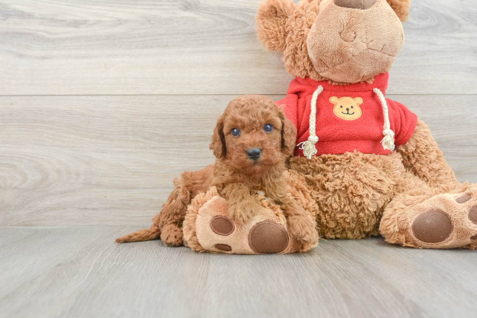 Playful Mini Groodle Poodle Mix Puppy