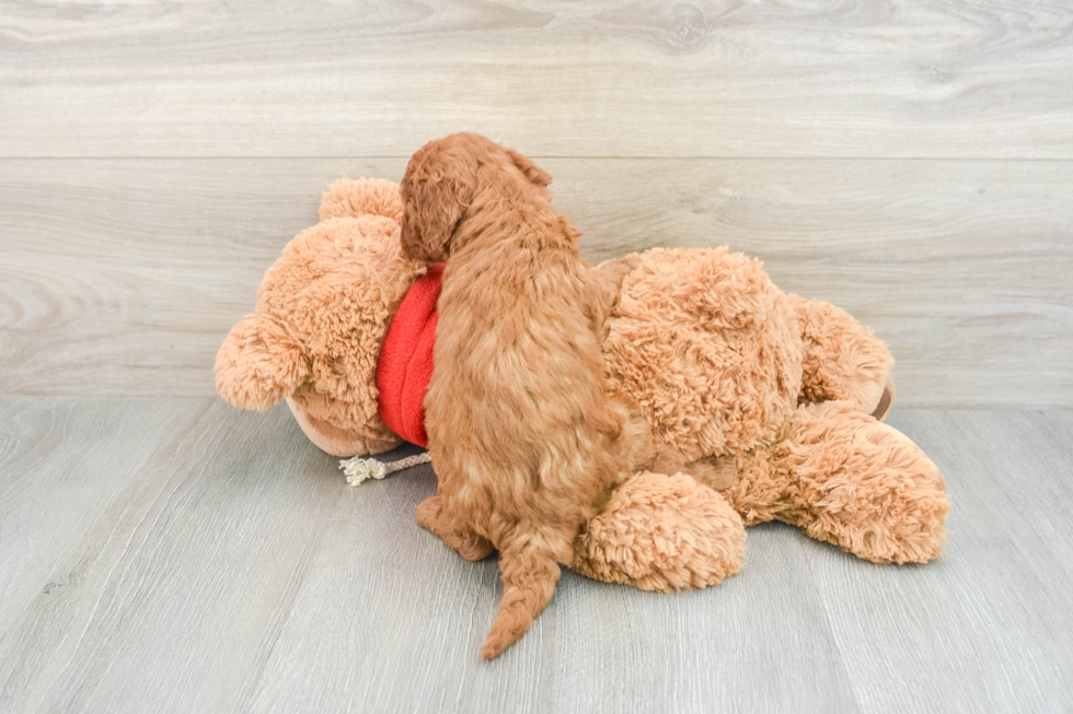 Mini Goldendoodle Pup Being Cute