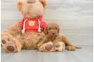 Mini Goldendoodle Puppy for Adoption