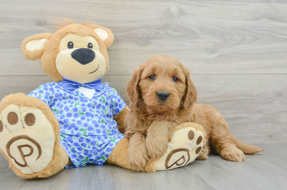 5 week old Mini Goldendoodle Puppy For Sale - Pilesgrove Pups