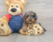 8 week old Mini Goldendoodle Puppy For Sale - Pilesgrove Pups