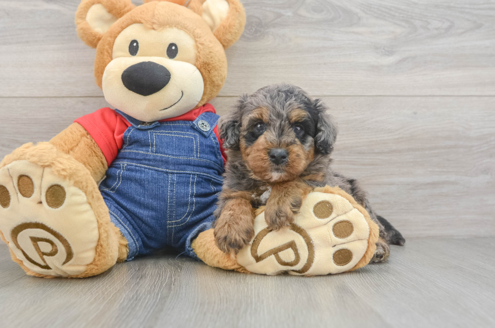5 week old Mini Goldendoodle Puppy For Sale - Pilesgrove Pups