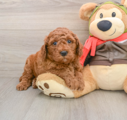 6 week old Mini Goldendoodle Puppy For Sale - Pilesgrove Pups