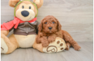 Sweet Mini Goldendoodle Baby