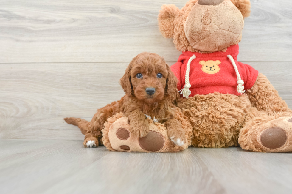 Mini Goldendoodle Pup Being Cute