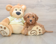 7 week old Mini Goldendoodle Puppy For Sale - Pilesgrove Pups