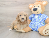 7 week old Mini Goldendoodle Puppy For Sale - Pilesgrove Pups