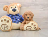 7 week old Mini Goldendoodle Puppy For Sale - Pilesgrove Pups