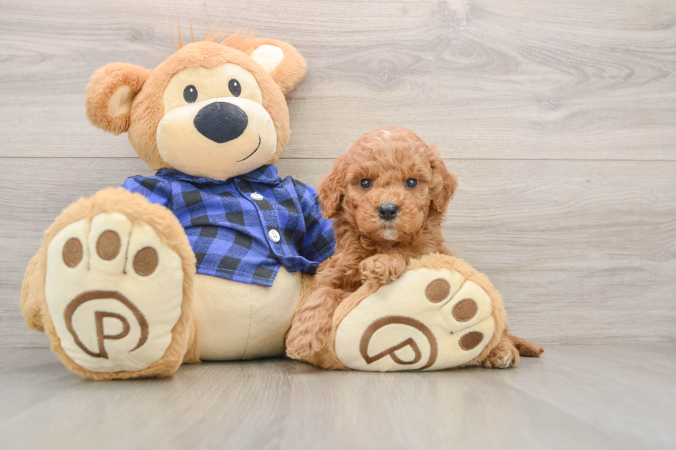 Mini Goldendoodle Puppy for Adoption