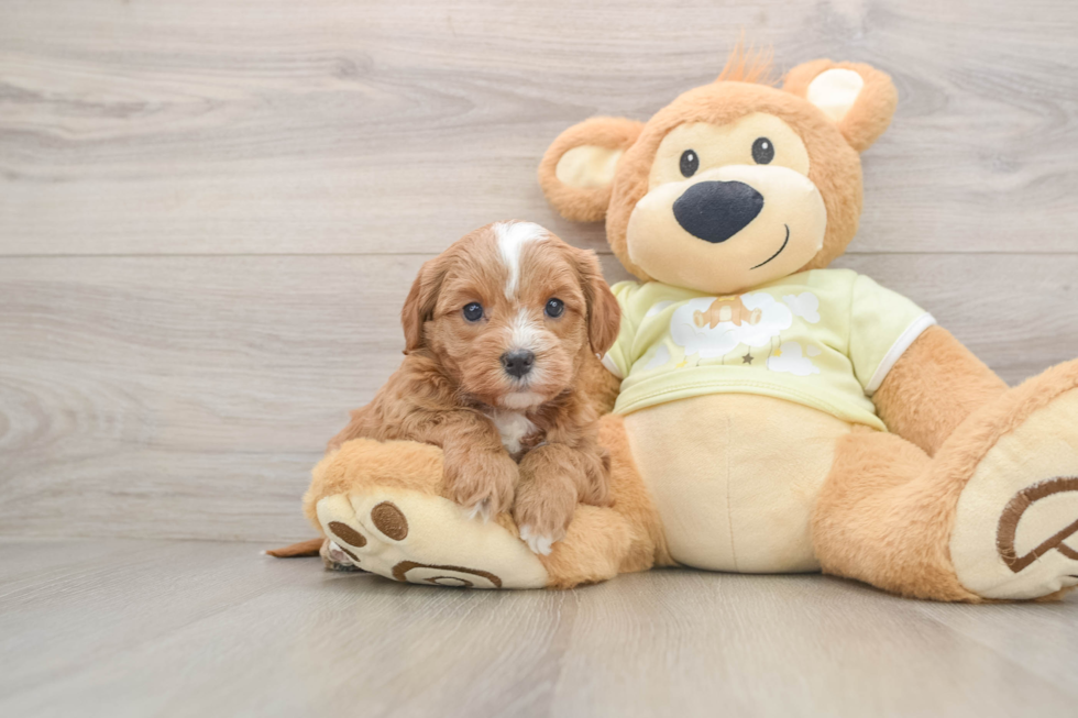 Popular Mini Goldendoodle Poodle Mix Pup