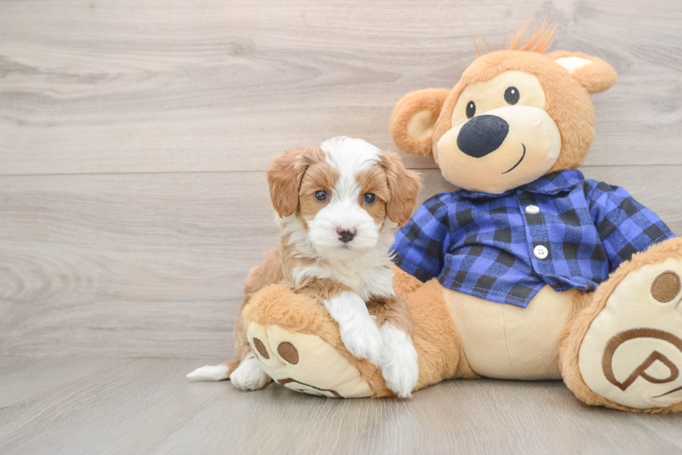 Little Mini Goldenpoo Poodle Mix Puppy