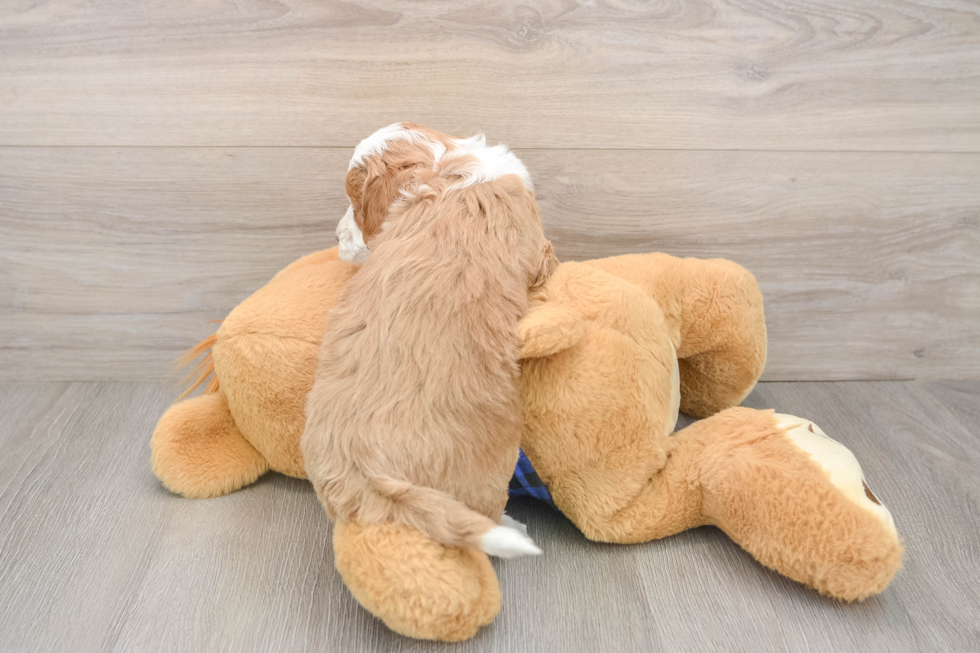 Friendly Mini Goldendoodle Baby