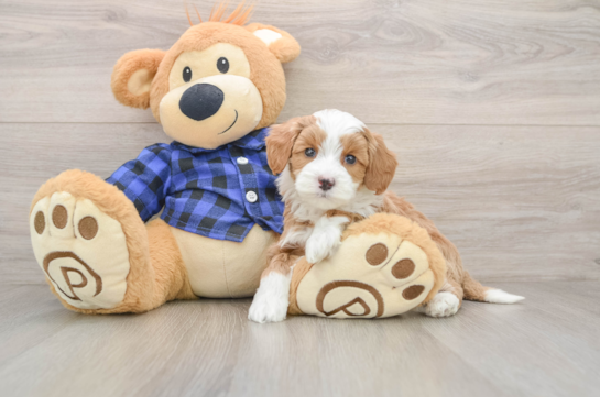 Cute Mini Goldendoodle Baby