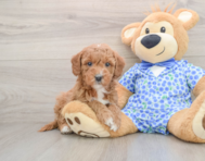 7 week old Mini Goldendoodle Puppy For Sale - Pilesgrove Pups