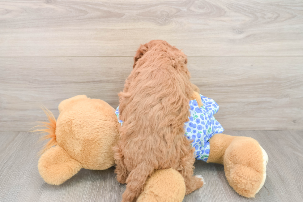 Playful Mini Groodle Poodle Mix Puppy