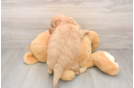 Friendly Mini Goldendoodle Baby