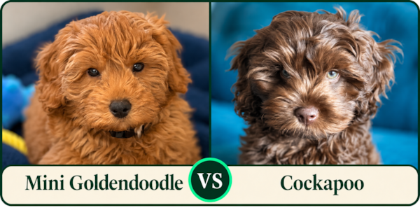 Mini Goldendoodle vs Cockapoo: Which Is Right for You?