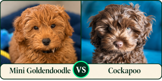 Mini Goldendoodle vs Cockapoo Comparison