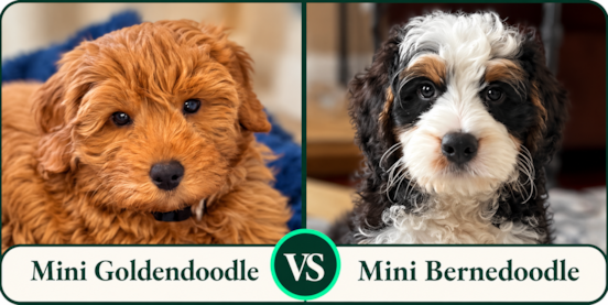 Mini Goldendoodle vs Mini Bernedoodle Comparison