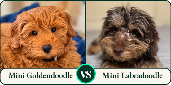 Mini Goldendoodle vs Mini Labradoodle Comparison