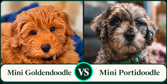 Mini Goldendoodle vs Mini Portidoodle Comparison