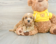 8 week old Mini Goldendoodle Puppy For Sale - Pilesgrove Pups