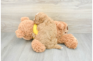 Mini Goldendoodle Puppy for Adoption