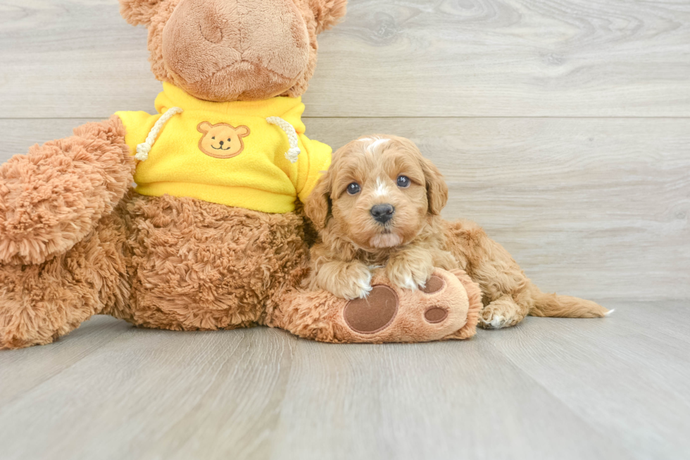 Best Mini Goldendoodle Baby