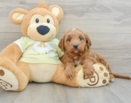 7 week old Mini Goldendoodle Puppy For Sale - Pilesgrove Pups