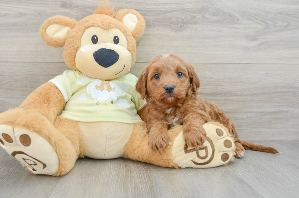 7 week old Mini Goldendoodle Puppy For Sale - Pilesgrove Pups