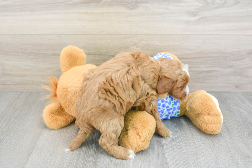 Sweet Mini Goldendoodle Baby