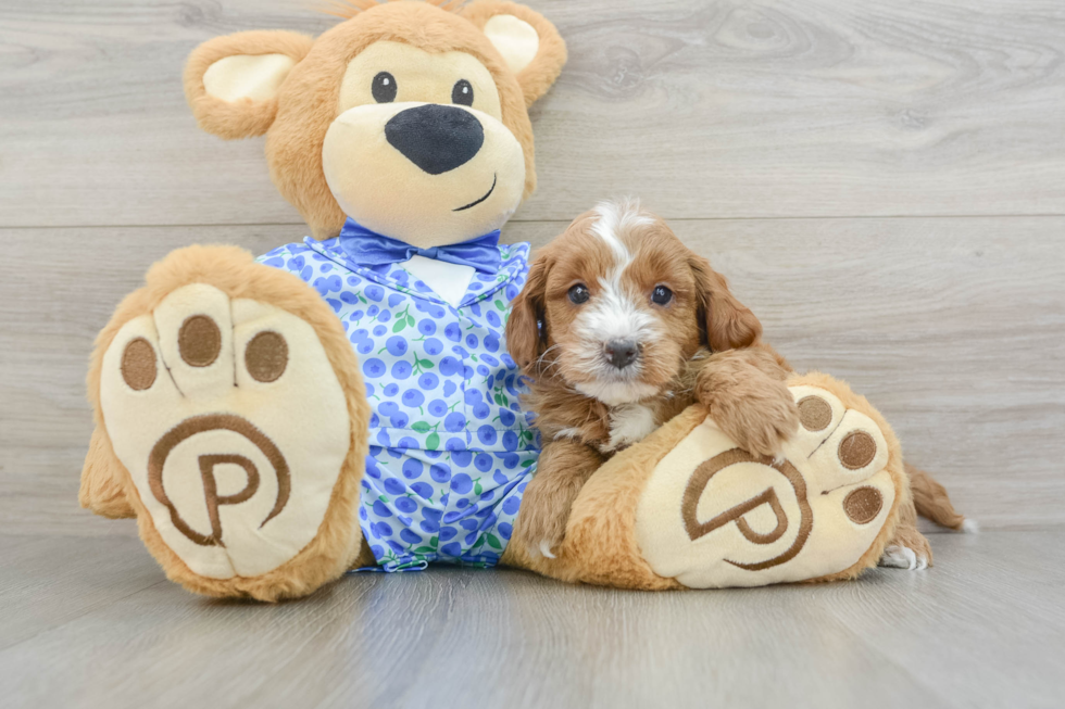 Mini Goldendoodle Pup Being Cute