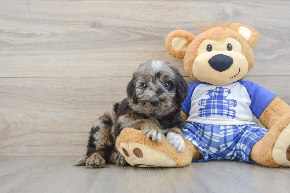 Mini Goldendoodle Pup Being Cute