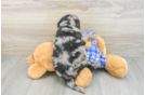 Mini Goldendoodle Puppy for Adoption